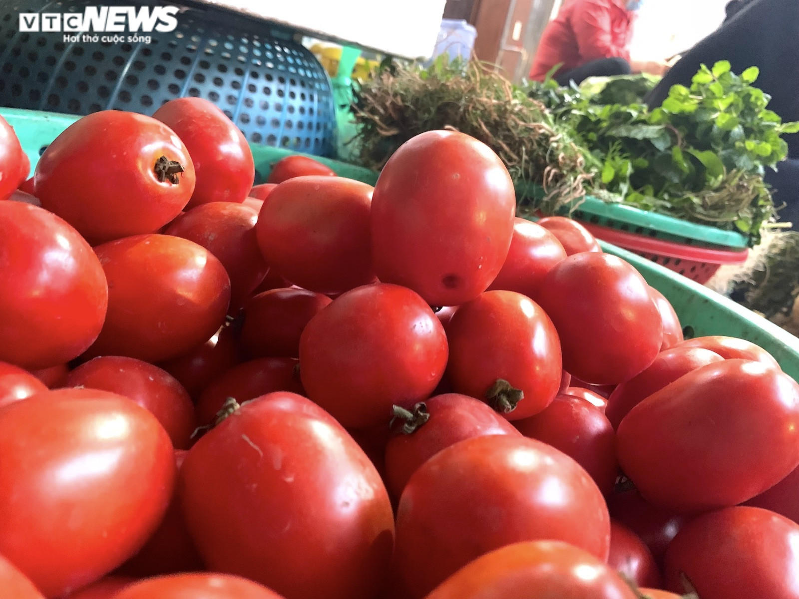 Hà Nội: Cà chua tăng giá, đắt ngang thịt lợn - 1