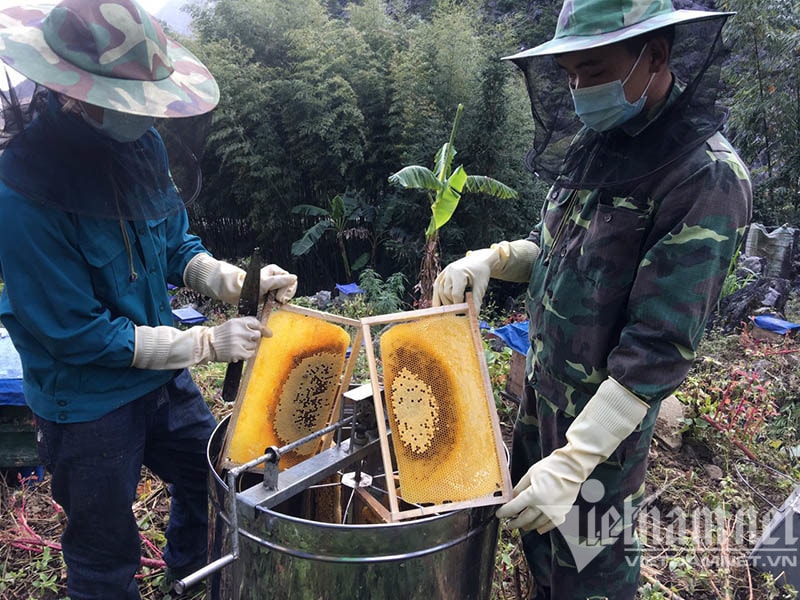 Đặc sản cao nguyên đá: Mỗi năm một lần chờ hoa nở, thu hàng trăm tỷ đồng - 5