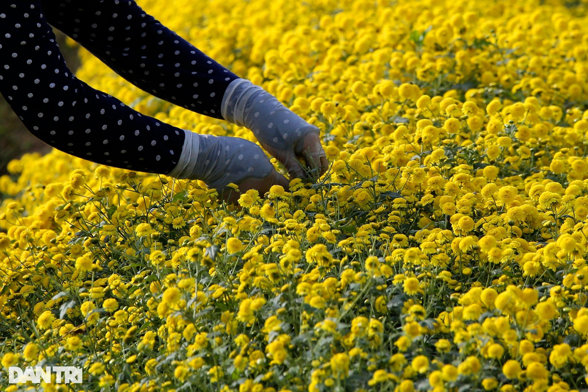 Mùa hoa cúc chi cuối cùng vàng rực trên cánh đồng Nghĩa Trai - 11