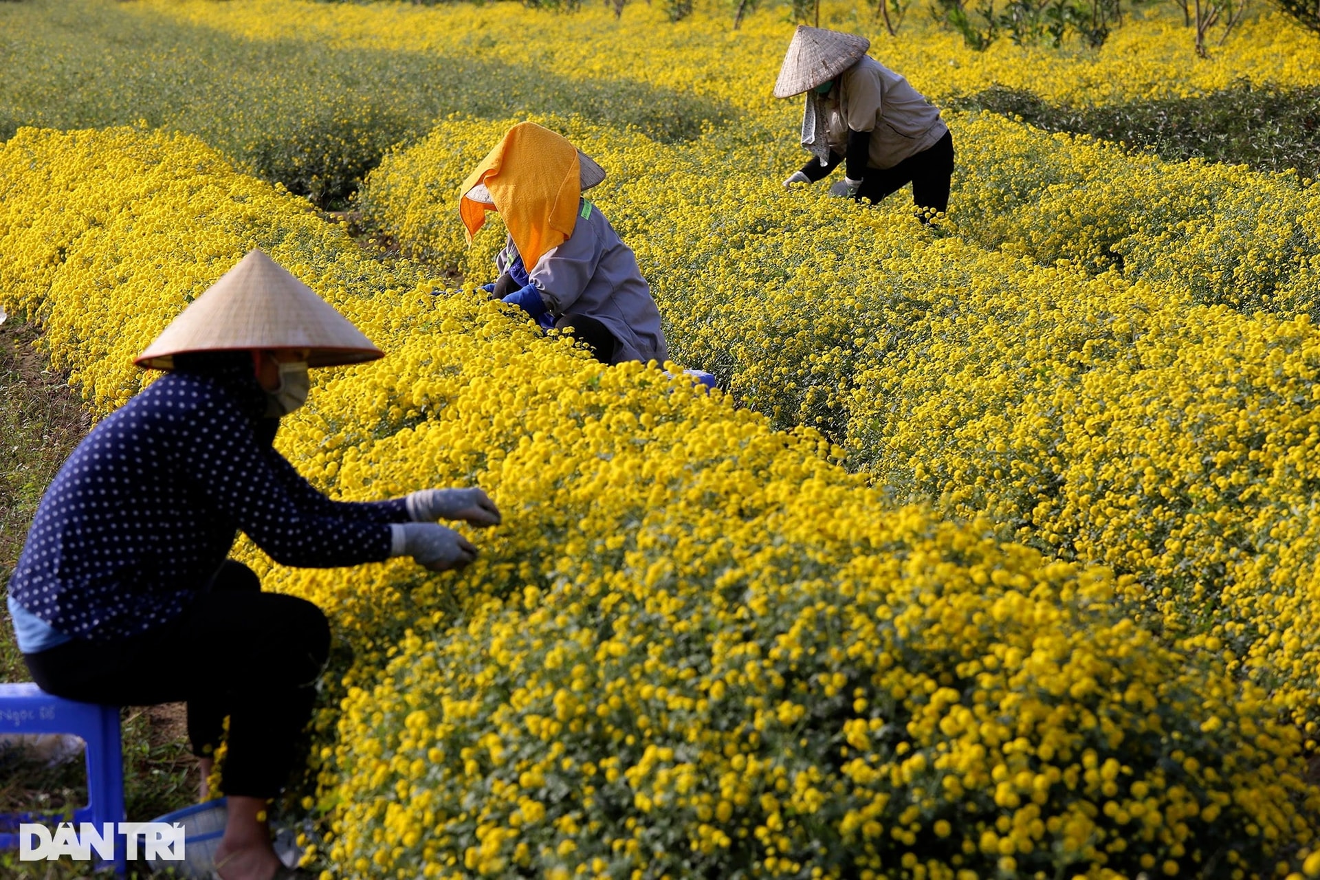 Mùa hoa cúc chi cuối cùng vàng rực trên cánh đồng Nghĩa Trai - 3