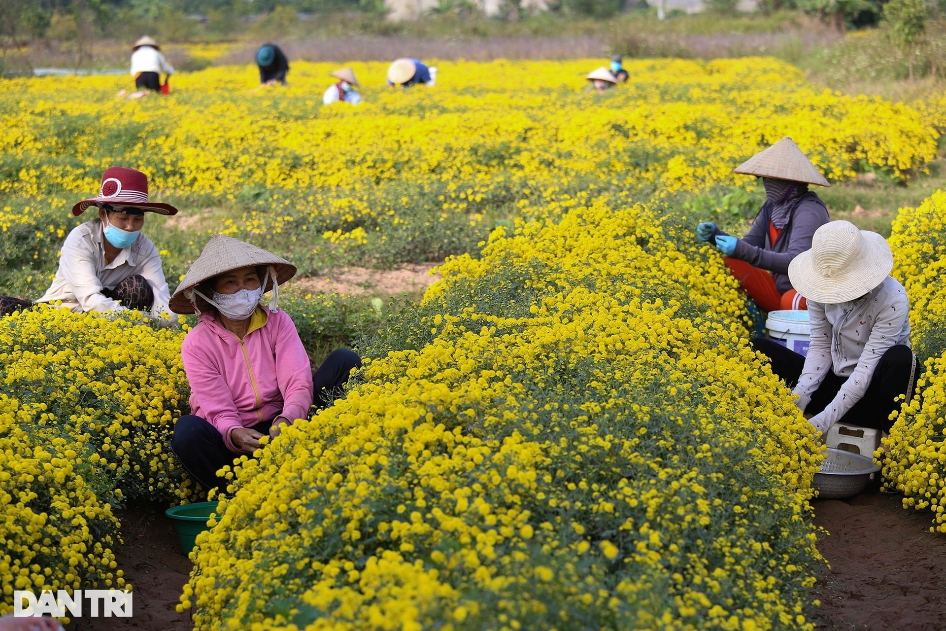 Mùa hoa cúc chi cuối cùng vàng rực trên cánh đồng Nghĩa Trai - 4