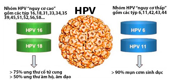 Các chủng HPV gây ung thư - 1