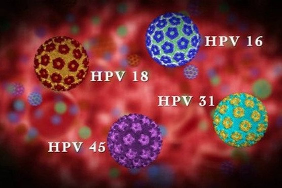 Các chủng HPV gây ung thư - 2