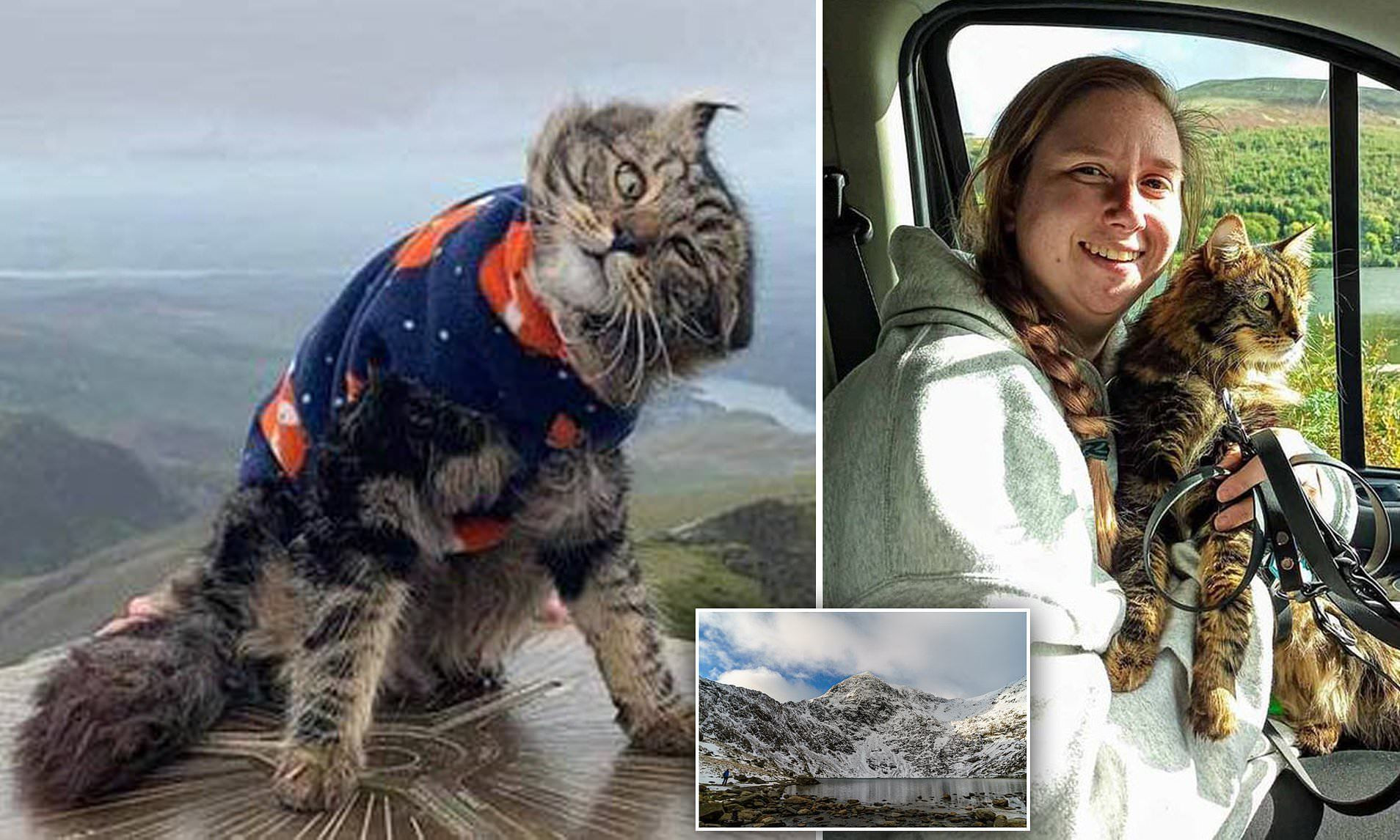 Mèo nổi tiếng sau khi chinh phục ngọn núi cao hơn 1.000 mét