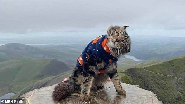 Mèo nổi tiếng sau khi chinh phục ngọn núi cao hơn 1.000 mét