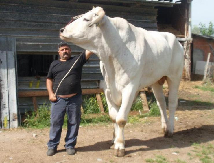 Quái vật gia súc lâu đời nhất trên Trái Đất, cao 2 mét, nặng 1700kg - 2