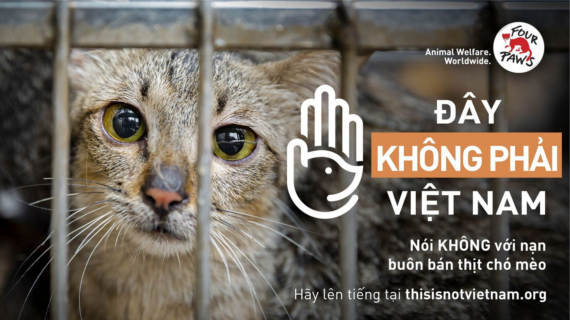 Phát động chiến dịch chấm dứt nạn buôn bán chó, mèo tại Việt Nam - 2