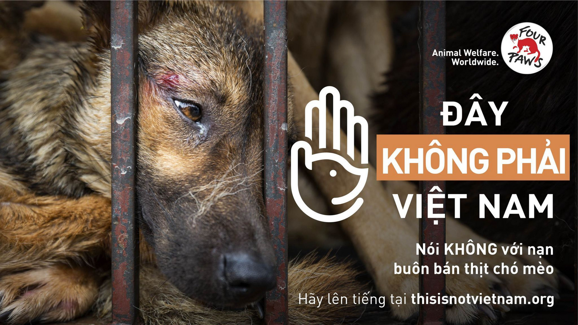 Phát động chiến dịch chấm dứt nạn buôn bán chó, mèo tại Việt Nam - 3