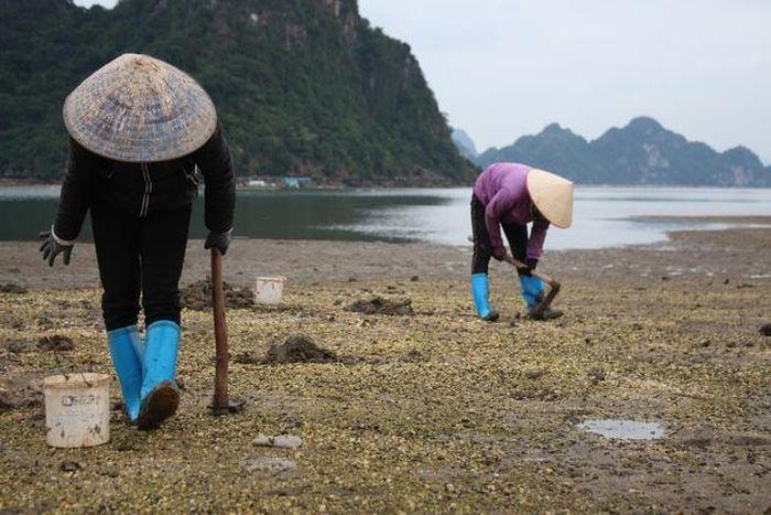 Quảng Ninh: Cận cảnh đi săn sá sùng kiếm tiền triệu mỗi ngày-1