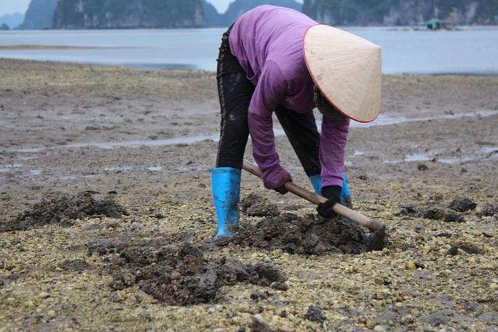 Quảng Ninh: Cận cảnh đi săn sá sùng kiếm tiền triệu mỗi ngày-3