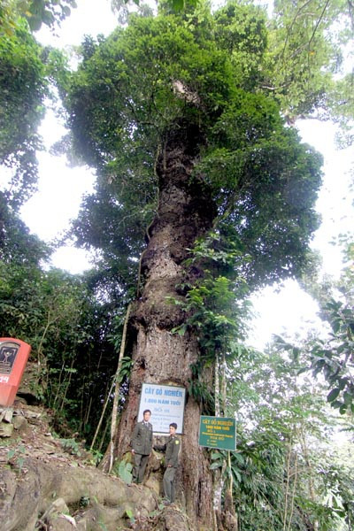 Lào Cai đầu tư tiền tỷ bảo vệ rừng gỗ nghiến 1.000 năm tuổi - 1