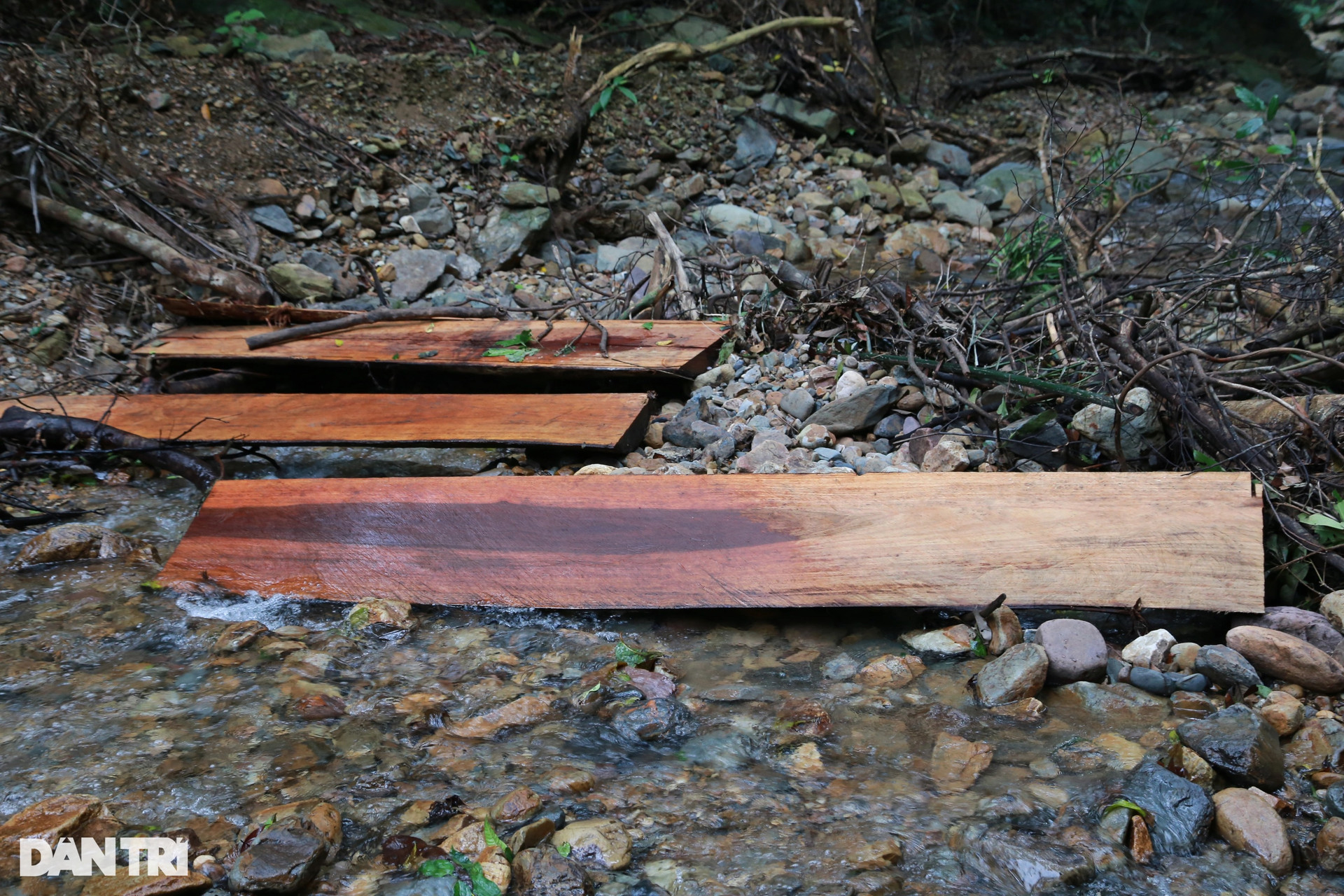 Vụ phá rừng đặc dụng: Cần gần 400 triệu đồng để giám định chủng loại gỗ - 3