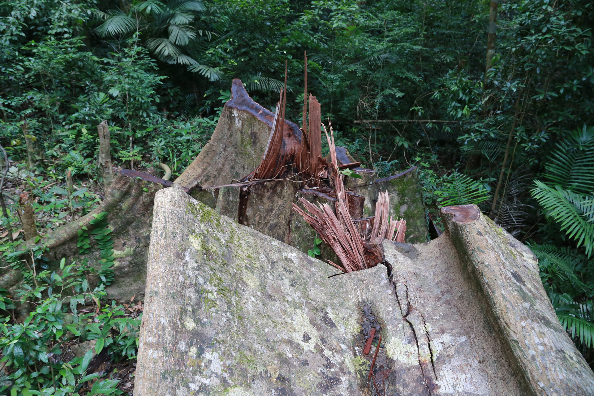 Vụ phá rừng đặc dụng: Cần gần 400 triệu đồng để giám định chủng loại gỗ - 2