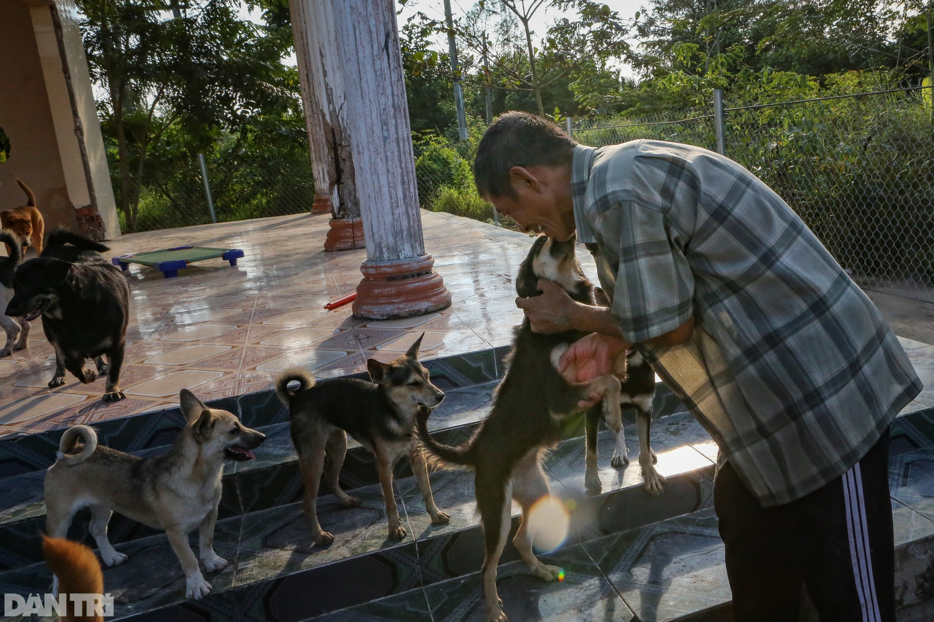 Người đàn ông vô gia cư chăm sóc bầy chó hơn 20 con ở TPHCM - 7