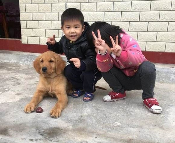 Để con trai 4 tuổi ở nhà một mình với chó Golden, cảnh tượng sau đó khiến ông bố giật mình-1