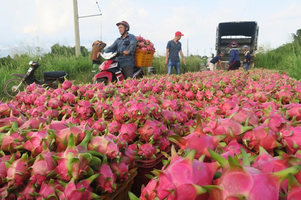 Trung Quốc thêm quyết định bất lợi, thanh long lại tắc xuất khẩu