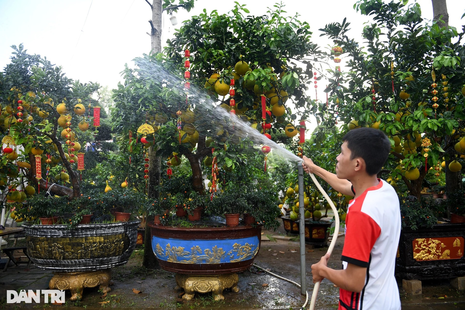 Hàng trăm cây bưởi Diễn vượt gần 2.000 km về TPHCM bày bán dịp Tết - 8