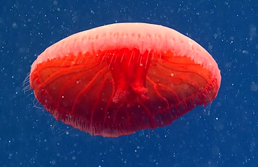 10 sinh vật kỳ quái nhất được tìm thấy dưới đại dương năm 2021 - 1