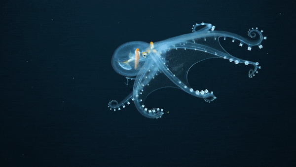 10 sinh vật kỳ quái nhất được tìm thấy dưới đại dương năm 2021 - 2