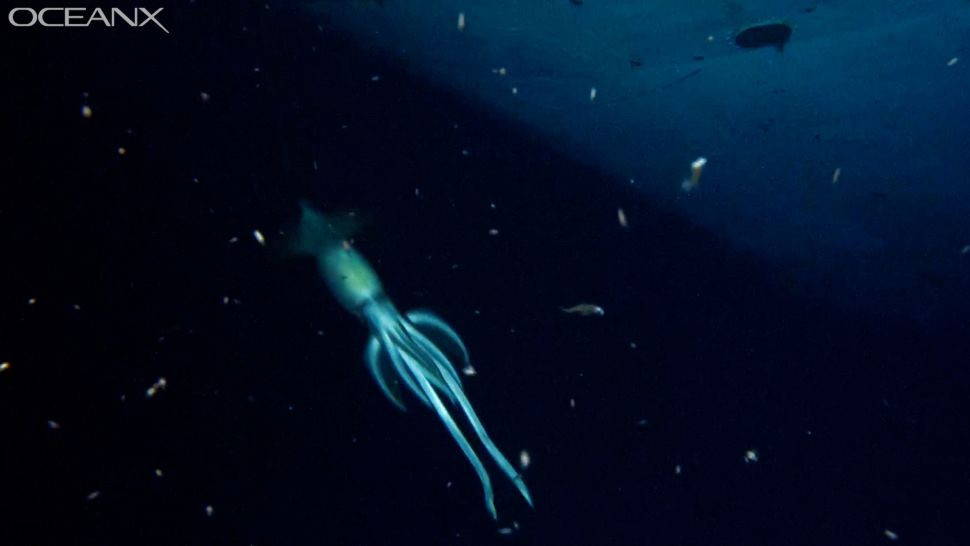 10 sinh vật kỳ quái nhất được tìm thấy dưới đại dương năm 2021 - 9