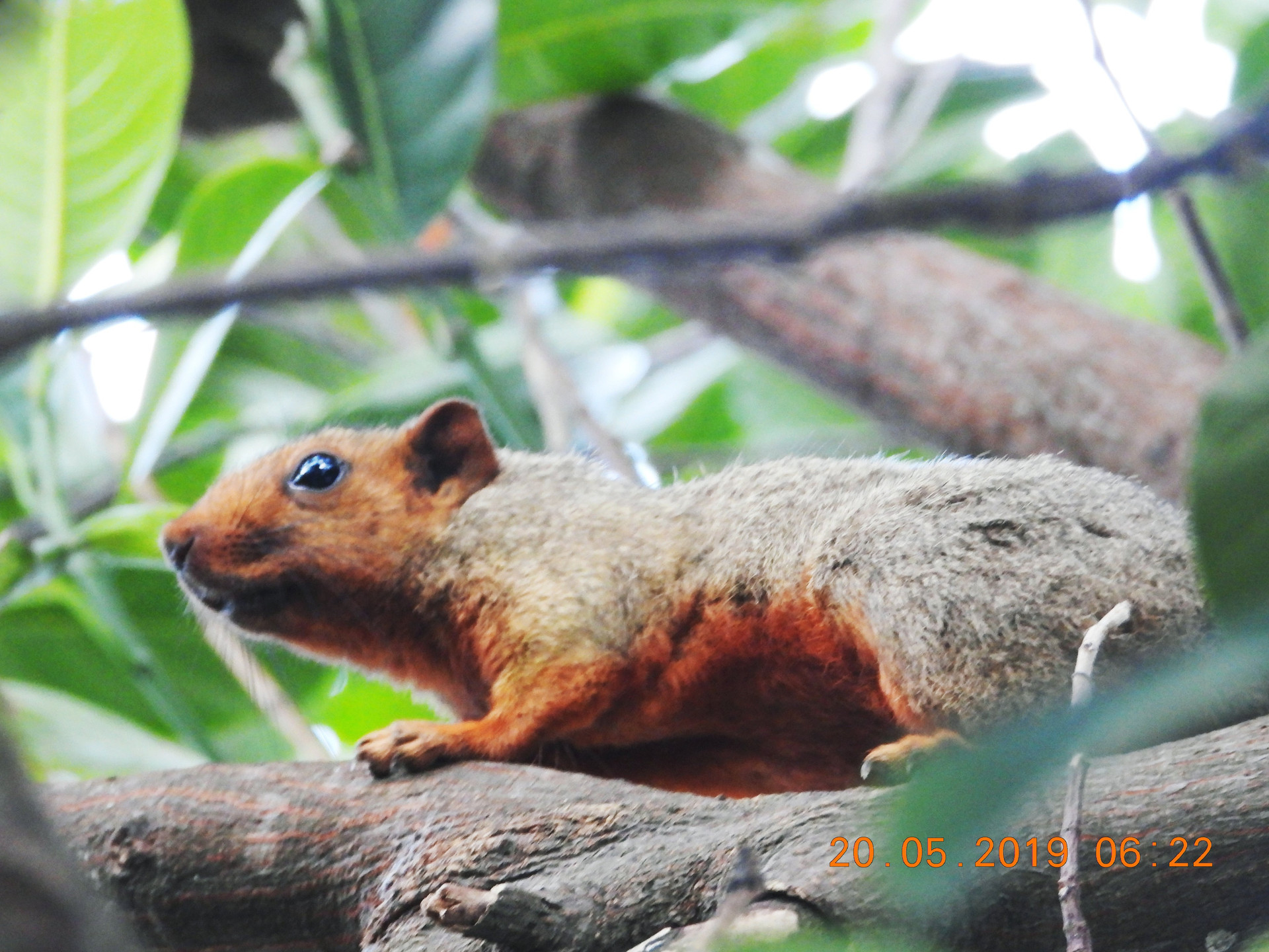 Ghi nhận hình thái mới của loài sóc đỏ đặc hữu ở đảo Hòn Lao - 1