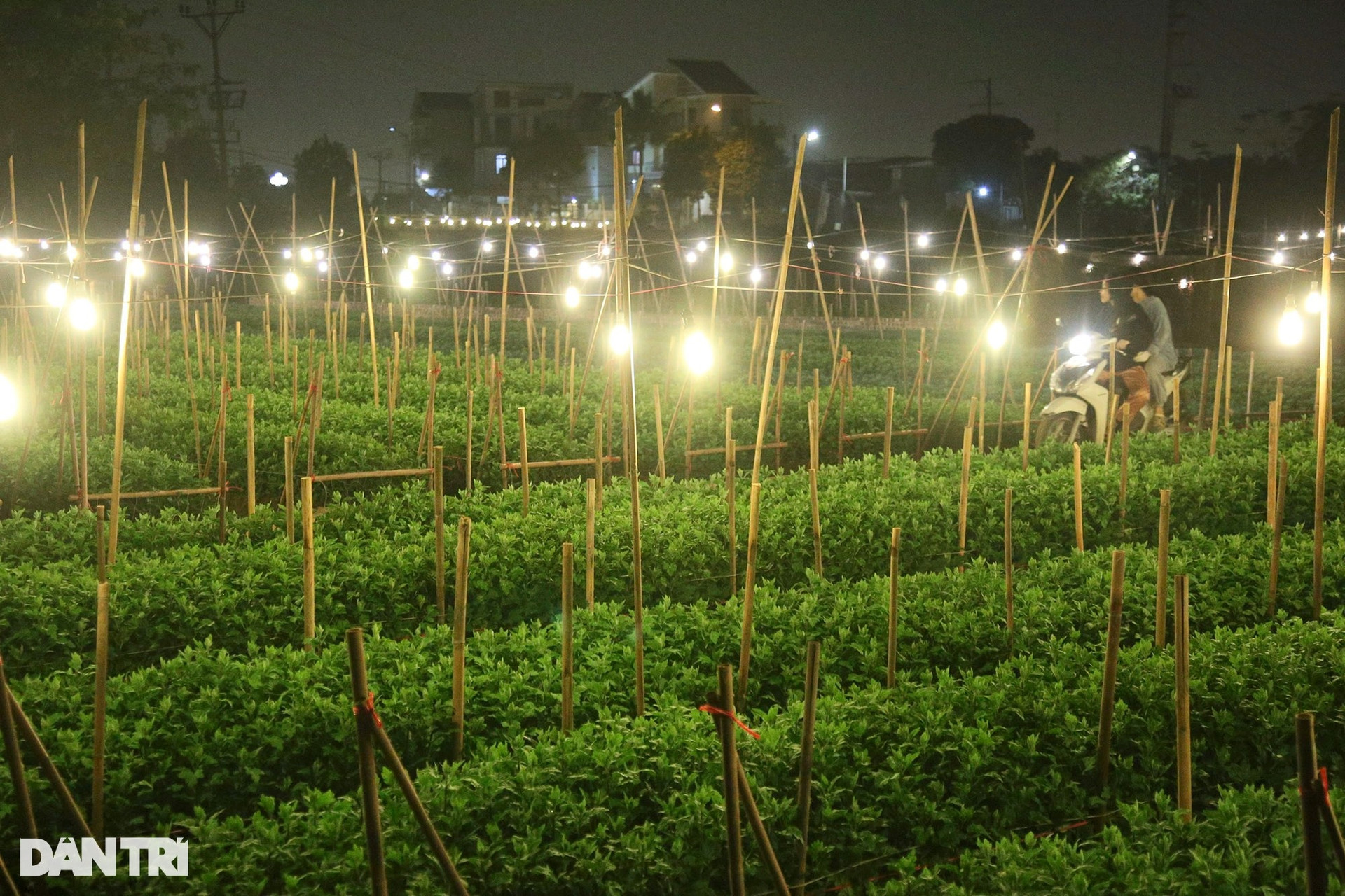 Đêm rực rỡ tại thủ phủ trồng hoa đón Tết ở Hà Nội - 11