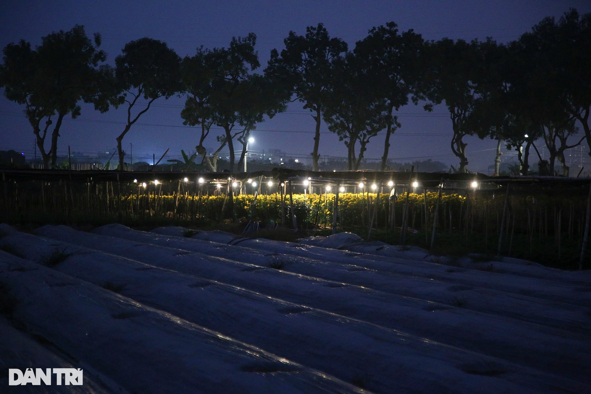 Đêm rực rỡ tại thủ phủ trồng hoa đón Tết ở Hà Nội - 12