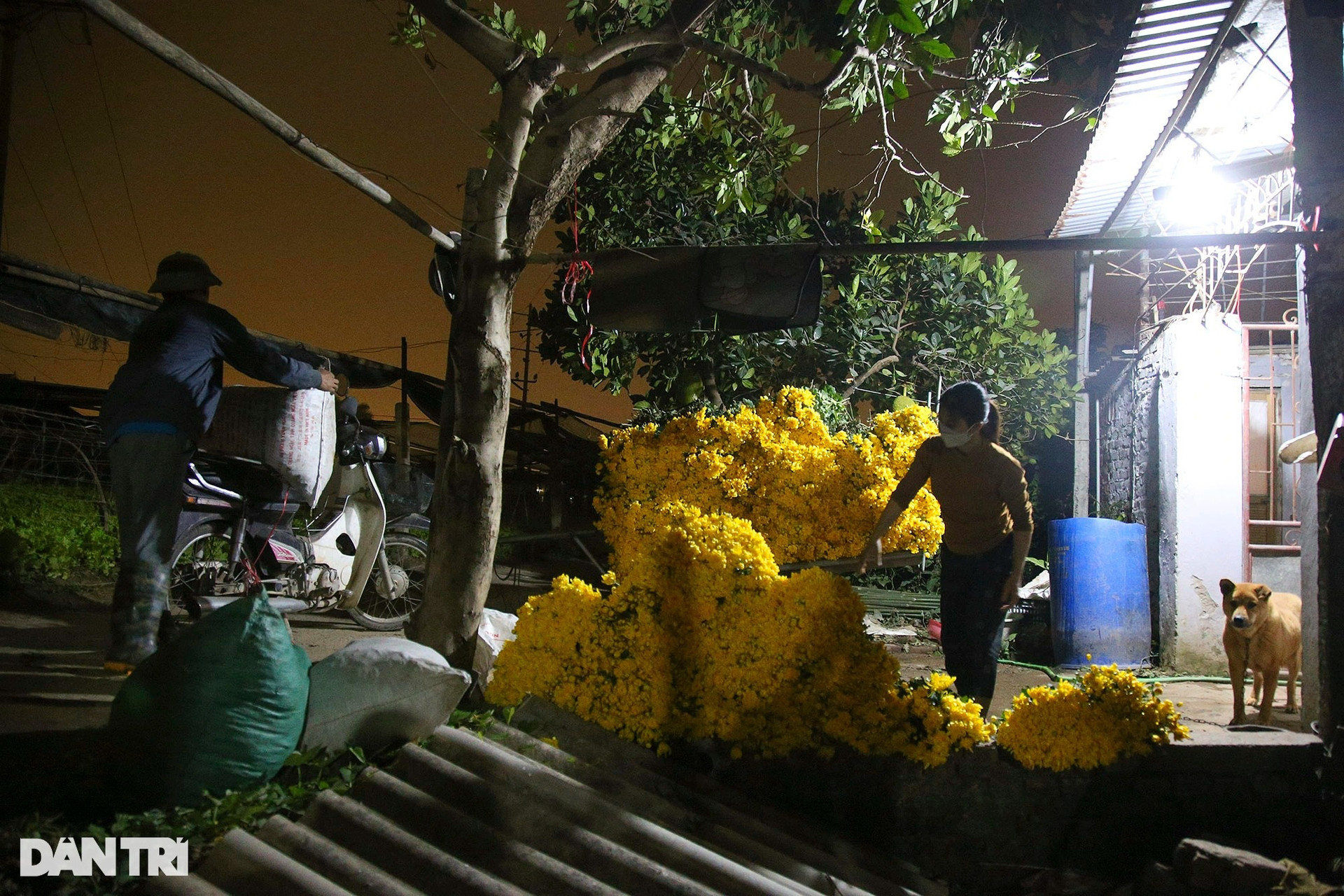 Đêm rực rỡ tại thủ phủ trồng hoa đón Tết ở Hà Nội - 7