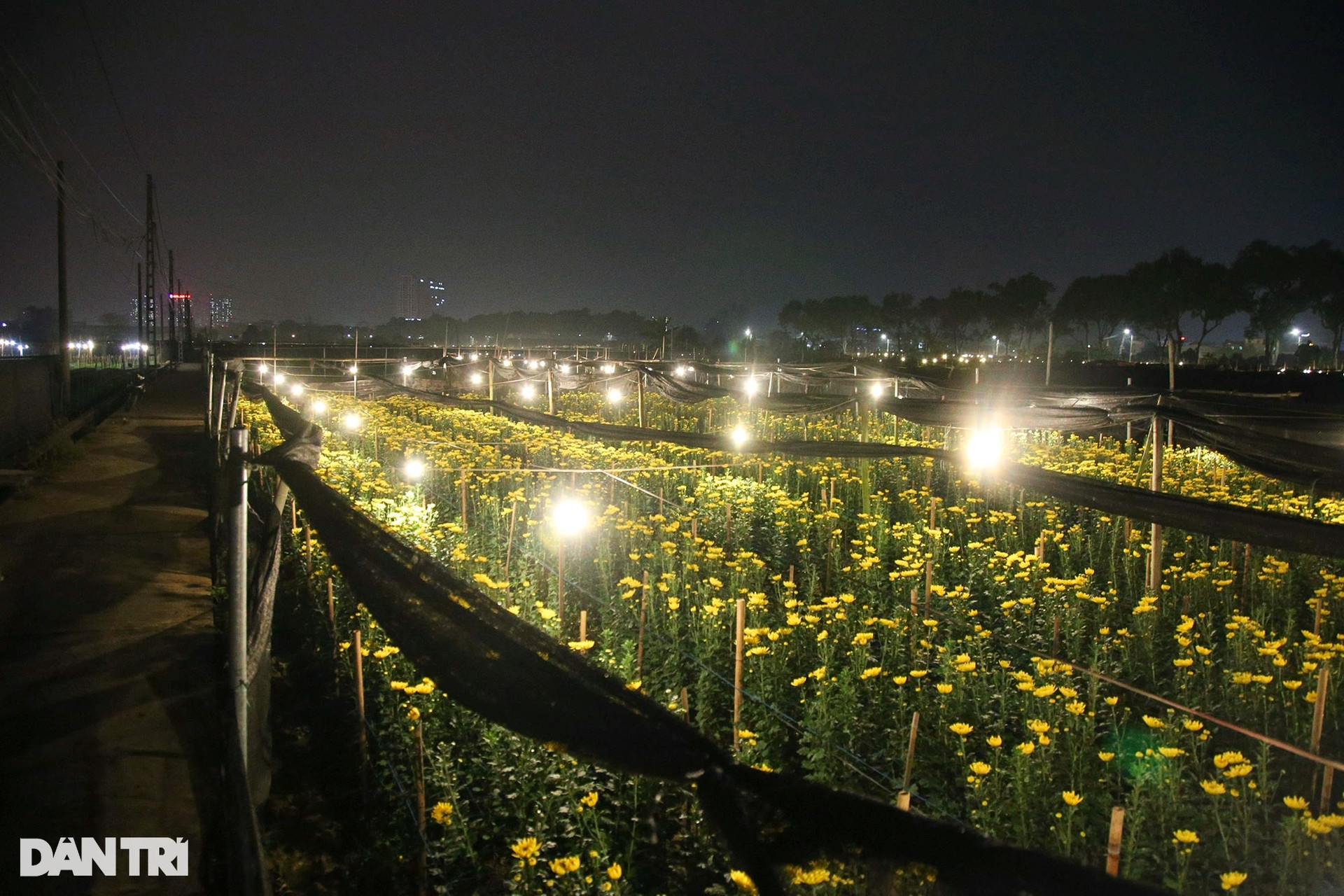 Đêm rực rỡ tại thủ phủ trồng hoa đón Tết ở Hà Nội - 8