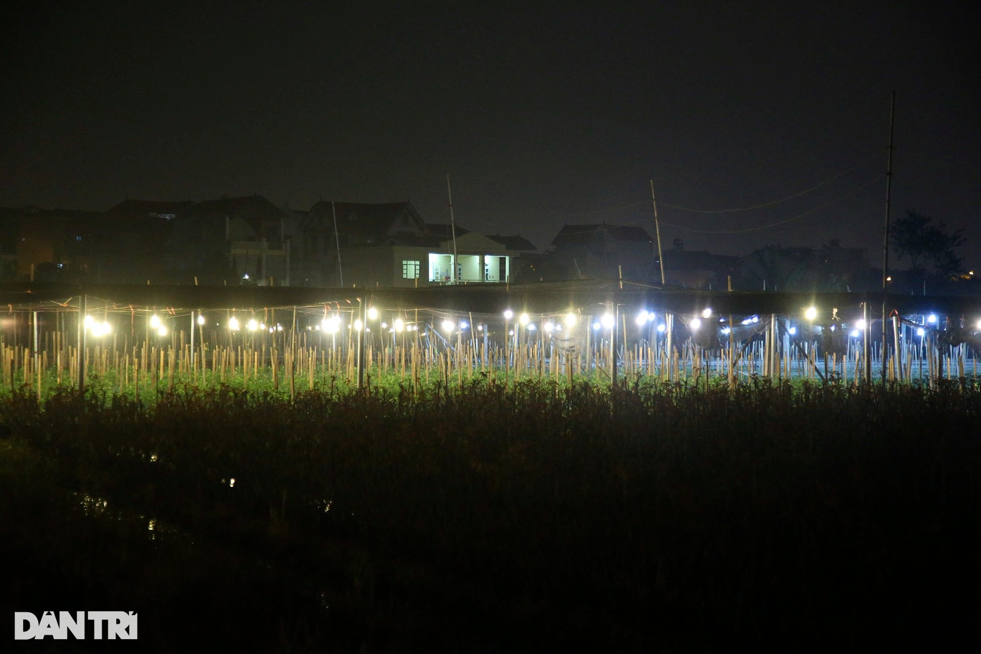 Đêm rực rỡ tại thủ phủ trồng hoa đón Tết ở Hà Nội - 9