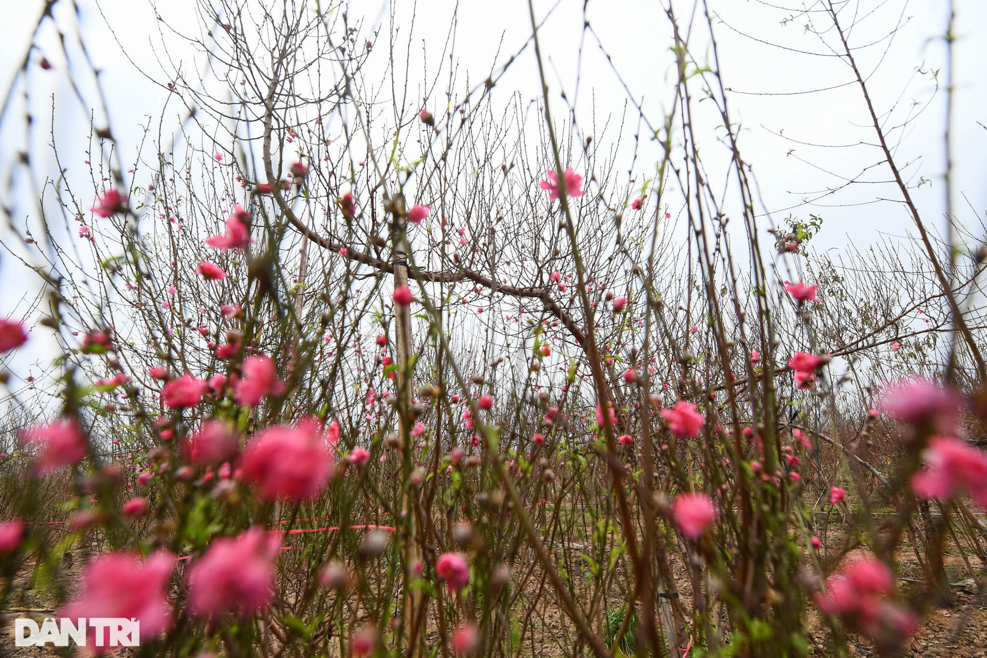 Sắc đỏ hoa đào len lỏi khắp phố phường Hà Nội ngày đầu tháng Chạp - 15