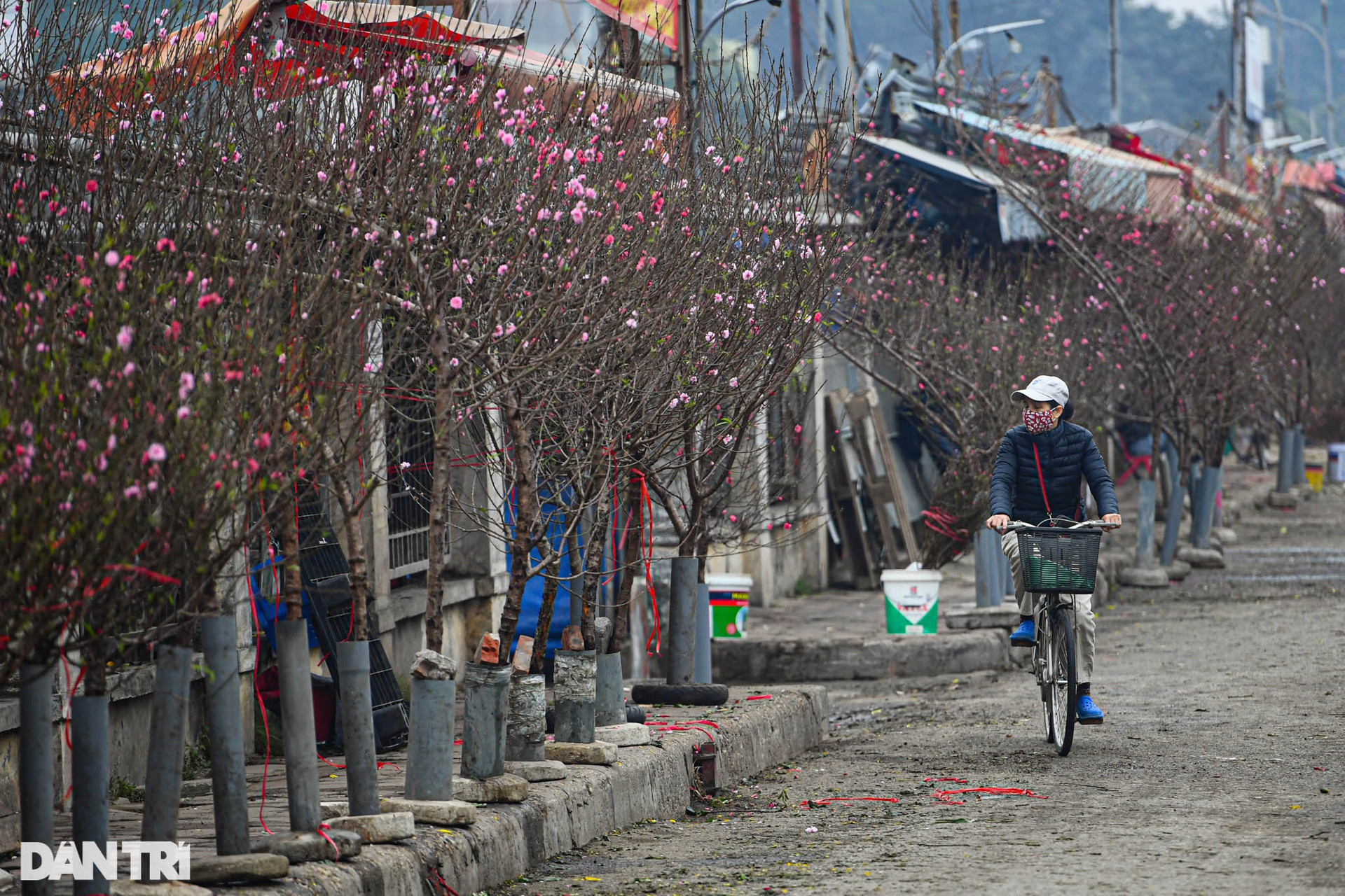 Sắc đỏ hoa đào len lỏi khắp phố phường Hà Nội ngày đầu tháng Chạp - 6
