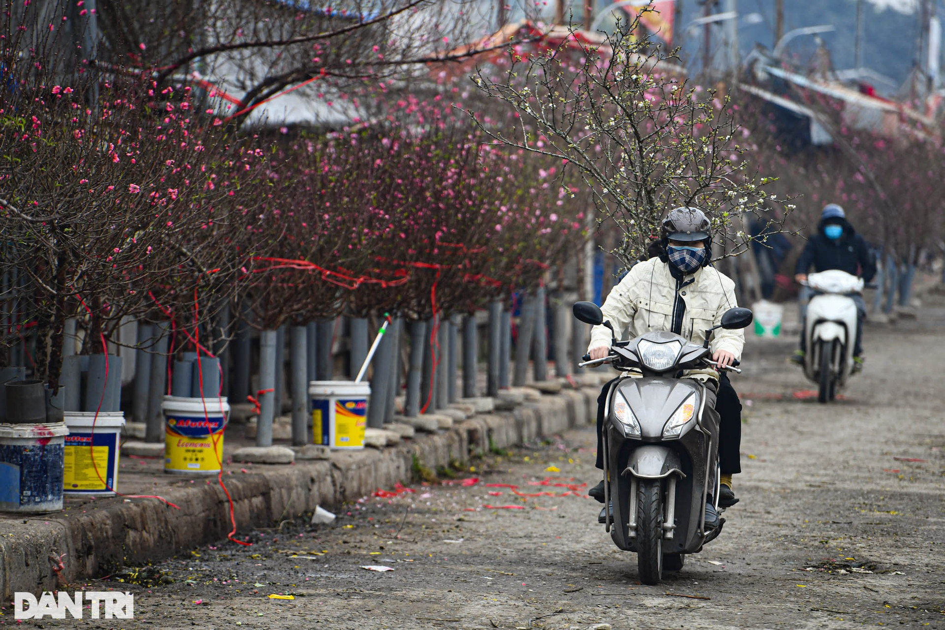Sắc đỏ hoa đào len lỏi khắp phố phường Hà Nội ngày đầu tháng Chạp - 8