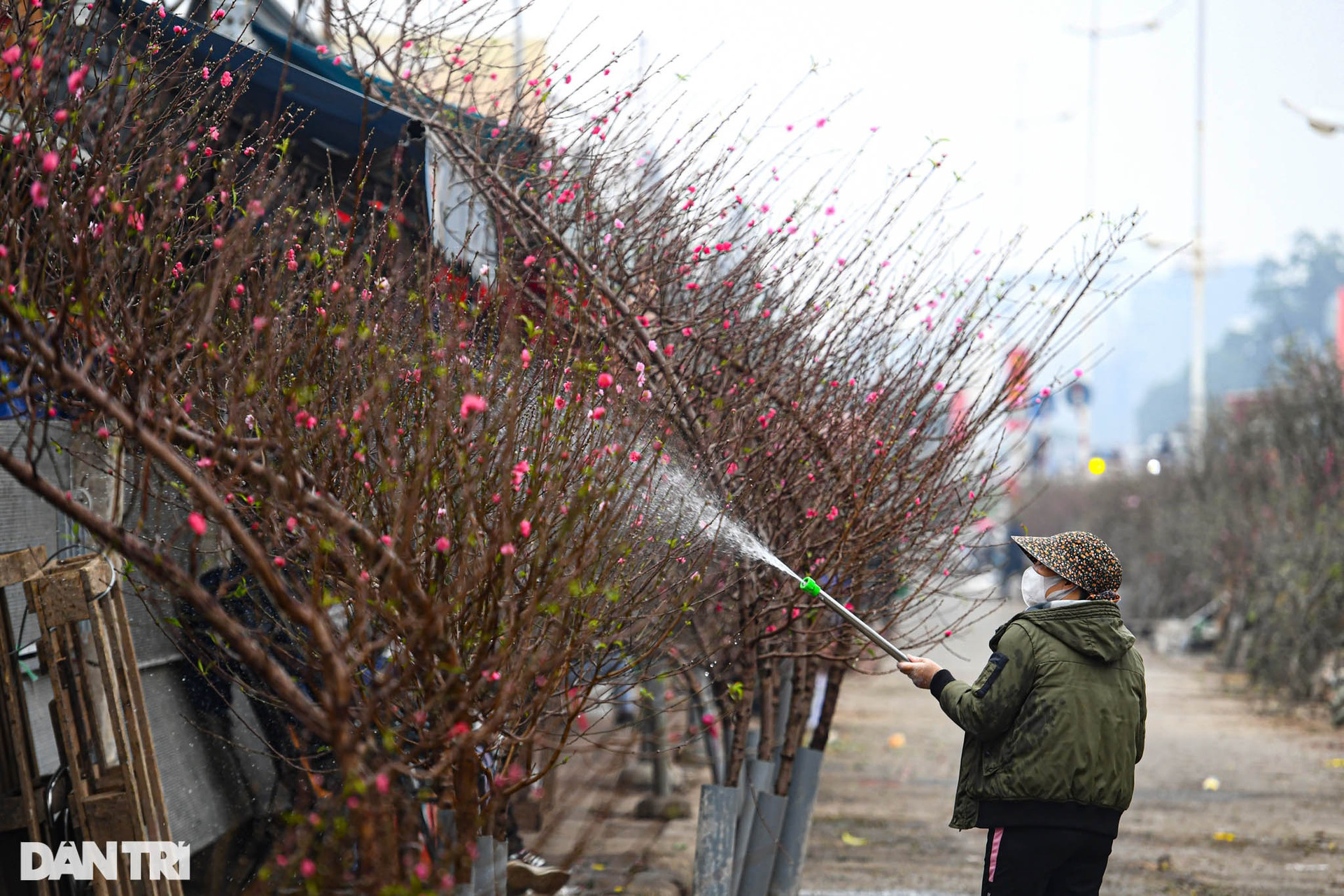 Sắc đỏ hoa đào len lỏi khắp phố phường Hà Nội ngày đầu tháng Chạp - 7