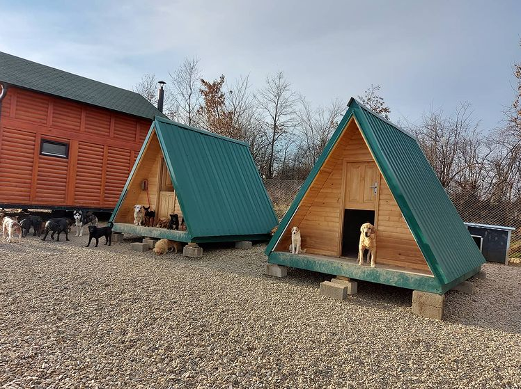 Khu trại nơi anh Dejan lập nên để nuôi nấng chăm sóc những chú chó bị bỏ rơi.