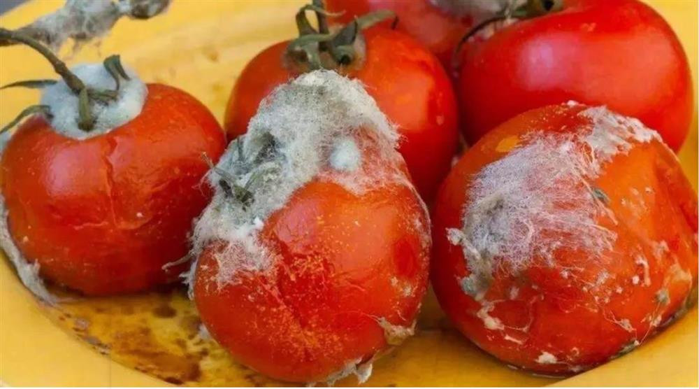 Đừng vội vứt bỏ cà chua hỏng, chúng rất có giá trị và thiết thực trong mỗi gia đình-1