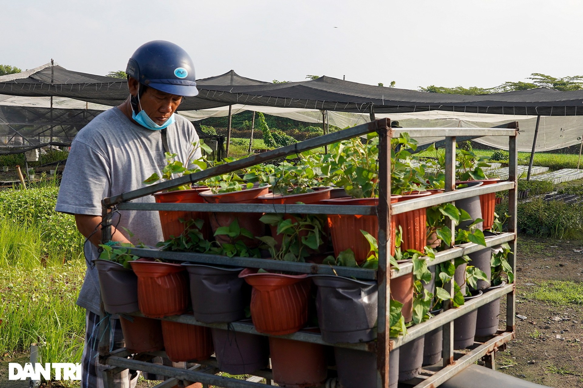 Lo ngại ế vụ hoa Tết, một số nhà vườn ở TPHCM chuyển sang trồng rau sạch - 6