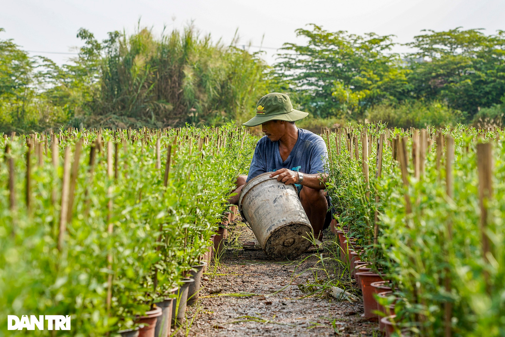 Lo ngại ế vụ hoa Tết, một số nhà vườn ở TPHCM chuyển sang trồng rau sạch - 3