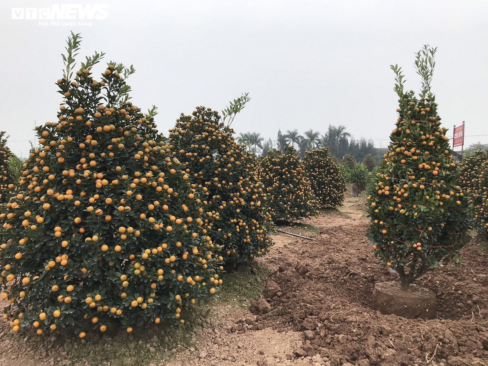 Ảnh: Làng quất cảnh nổi tiếng Nam Định vào mùa Tết, nông dân chờ thu trăm triệu - 9