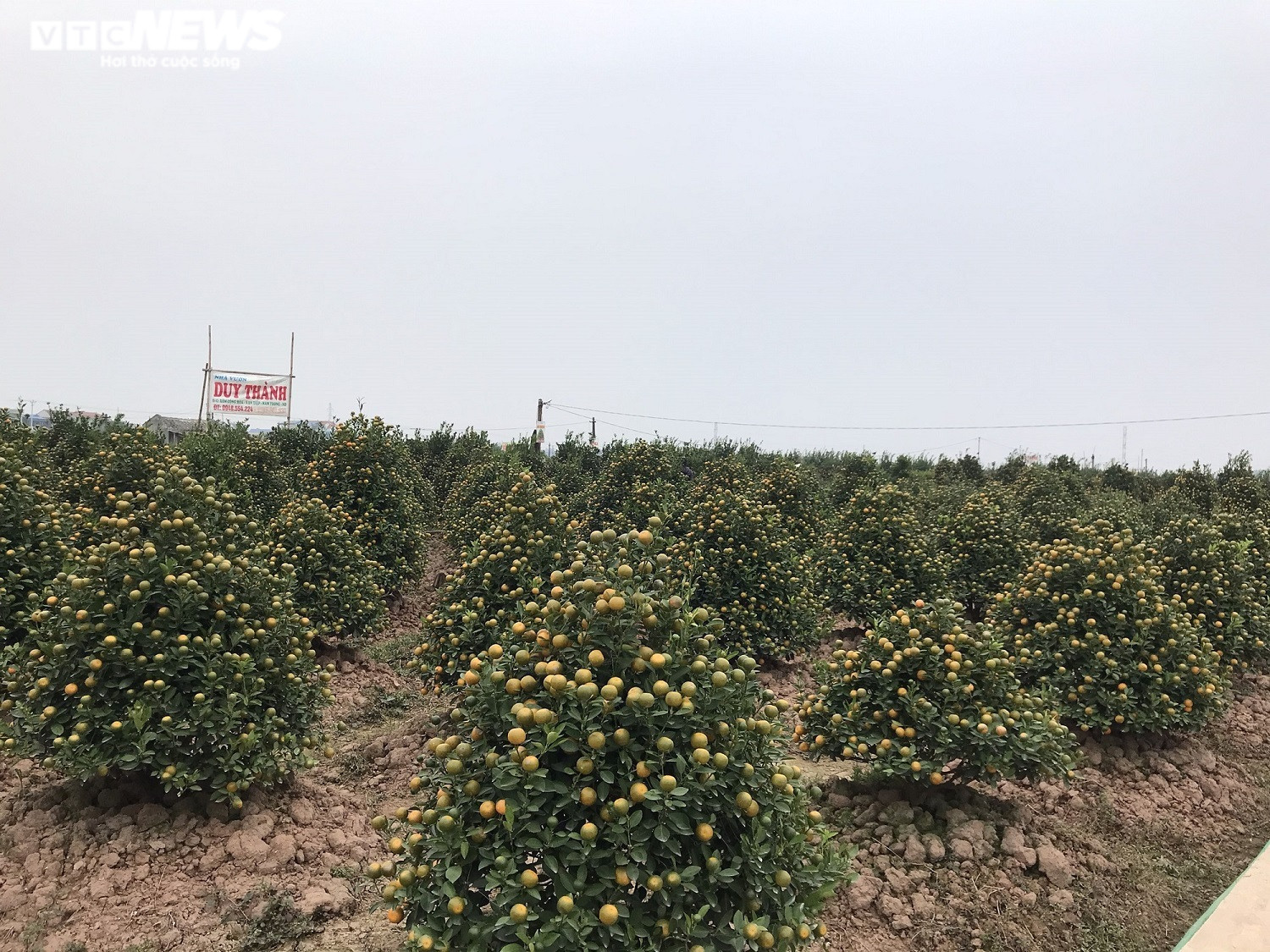 Ảnh: Làng quất cảnh nổi tiếng Nam Định vào mùa Tết, nông dân chờ thu trăm triệu - 12