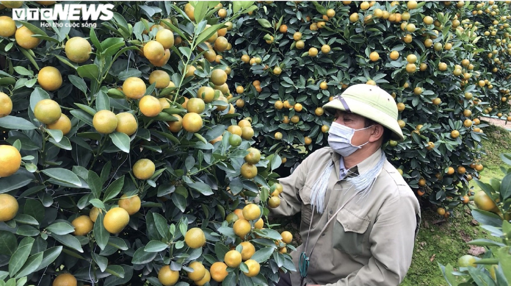 Ảnh: Làng quất cảnh nổi tiếng Nam Định vào mùa Tết, nông dân chờ thu trăm triệu - 8