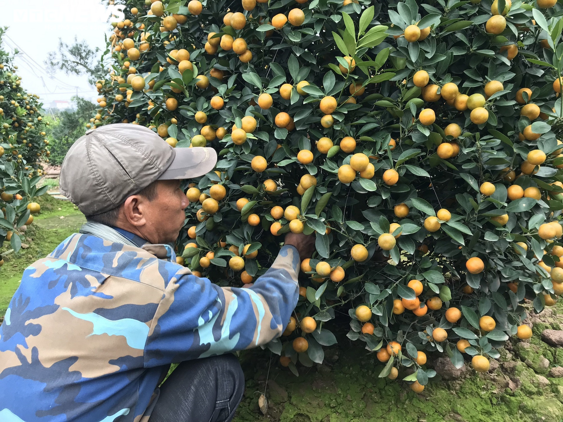 Ảnh: Làng quất cảnh nổi tiếng Nam Định vào mùa Tết, nông dân chờ thu trăm triệu - 4
