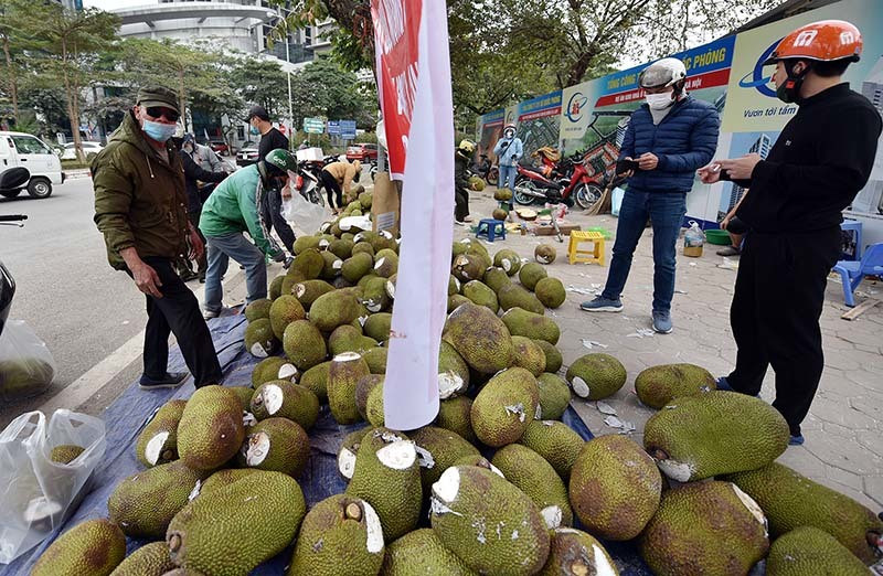Thêm Quảng Ninh dừng xuất nhập khẩu, hàng triệu tấn hoa quả nguy cơ