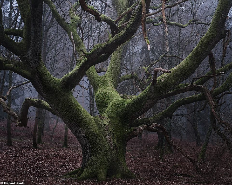 Những cánh rừng cổ đại huyền ảo ở Anh - 12