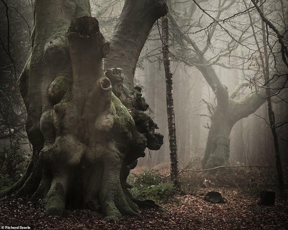 Những cánh rừng cổ đại huyền ảo ở Anh - 2