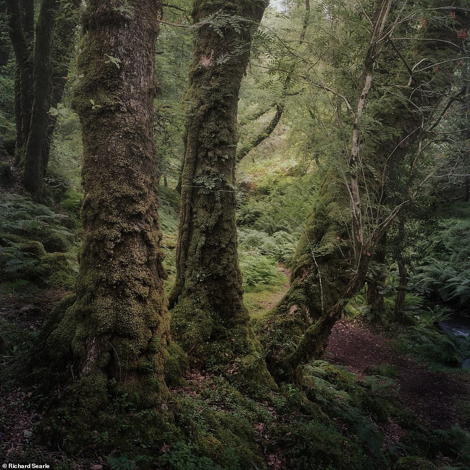 Những cánh rừng cổ đại huyền ảo ở Anh - 4