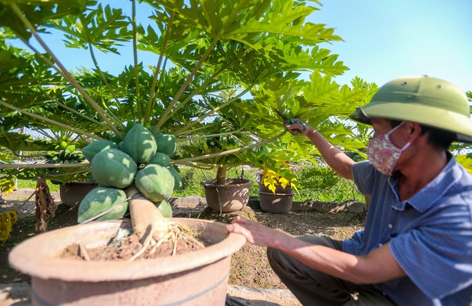 Đu đủ bonsai tiền triệu hút khách Tết 2022 - 1