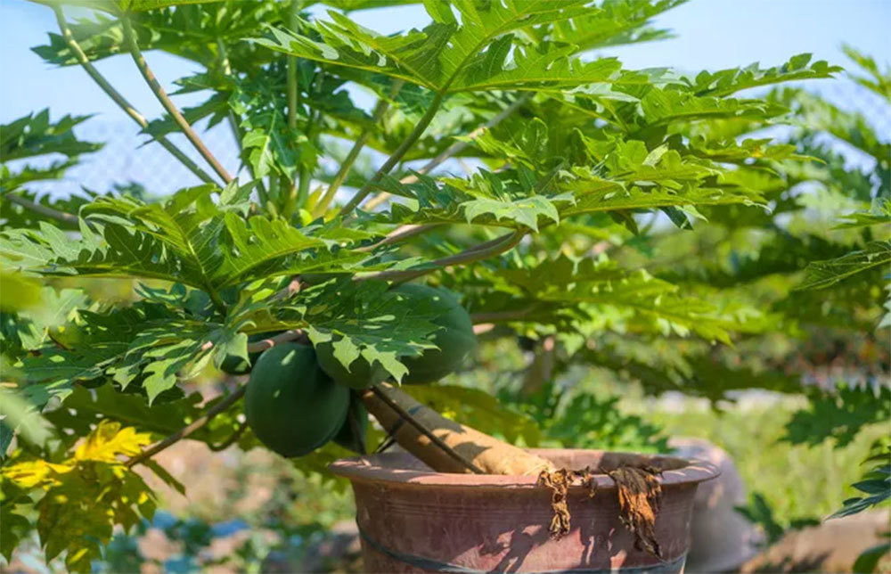 Đu đủ bonsai tiền triệu hút khách Tết 2022 - 6