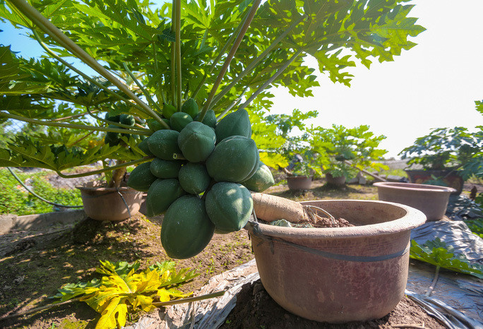 Đu đủ bonsai tiền triệu hút khách trên thị trường Tết 2022