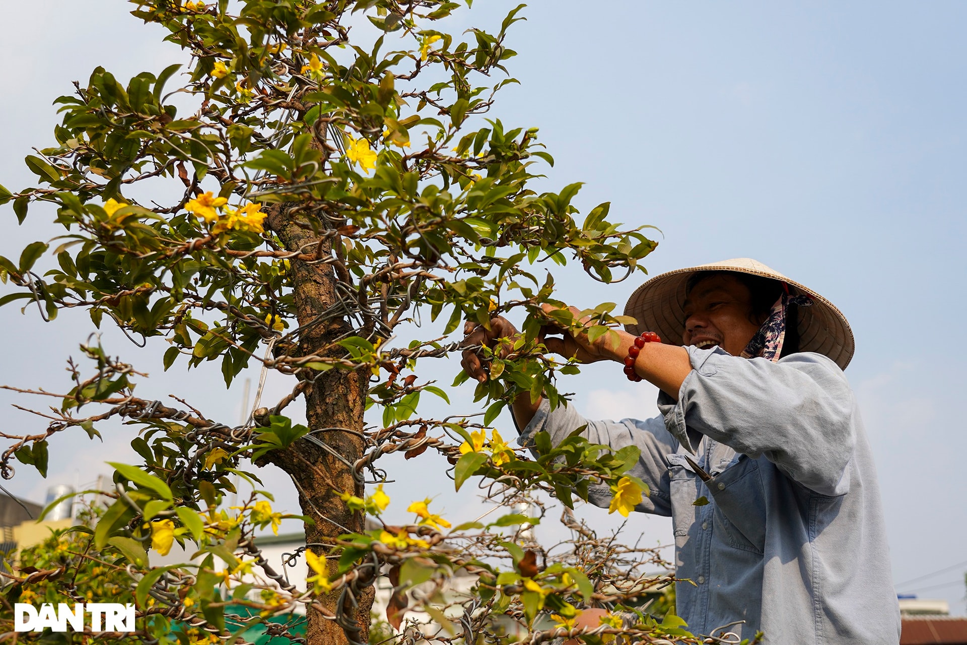 Chủ vườn mai tiền tỷ đứng ngồi không yên lo ế ẩm vì dịch Covid-19 - 3